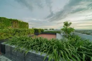 intensive green roof garden