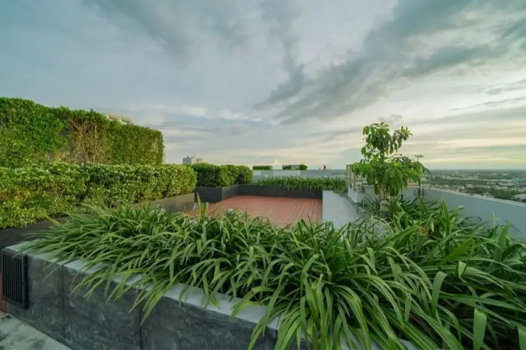 intensive green roof garden