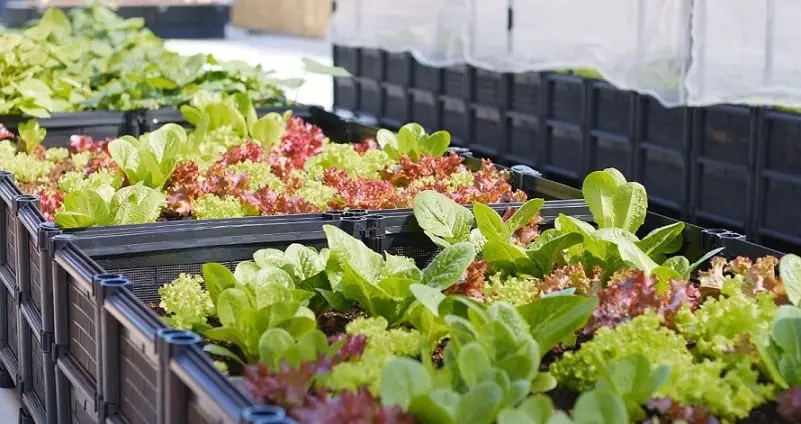 lettuce farming - on rooftop