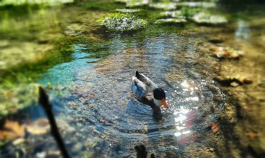 swimming duck in pond