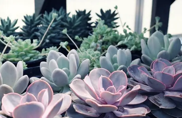 Leaves of echeveria plant against other plants