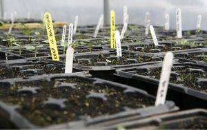 Seedlings in trays