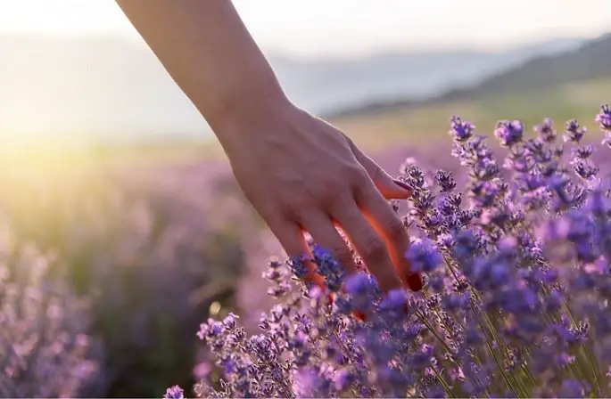 Touching the lavender