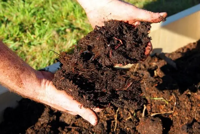 compost in hand