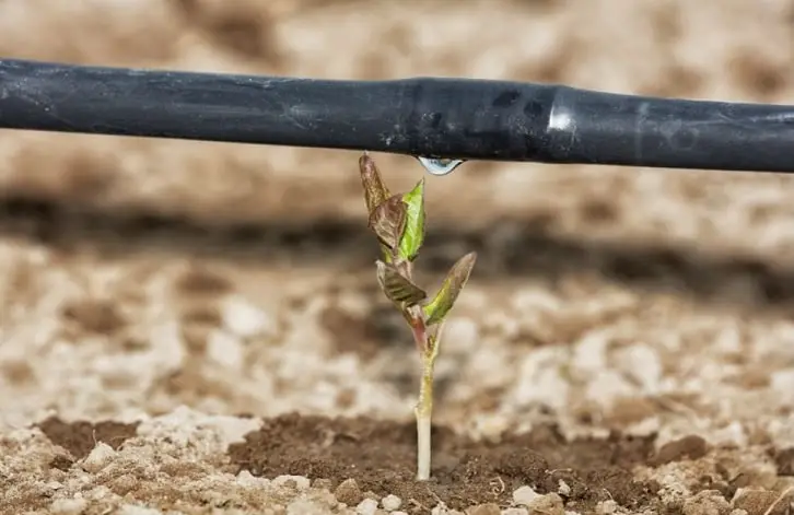 drip irrigation young plant