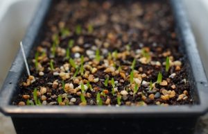 Aloe Vera first leave from seeds in pot plant