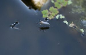 Pond with Mosquito Pupae