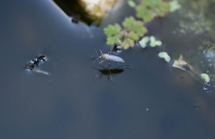 Pond with Mosquito Pupae