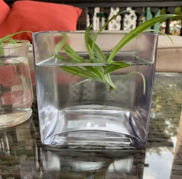 Spider Plant Cuttings in water