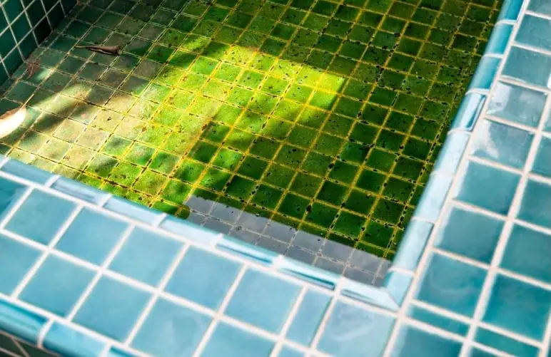 algae stains pool bottom