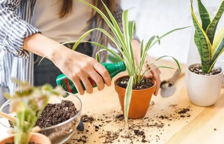 applying fertilizer to spider plant