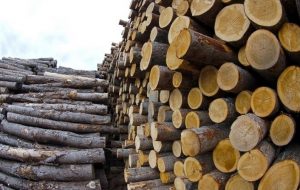 timber logs stack