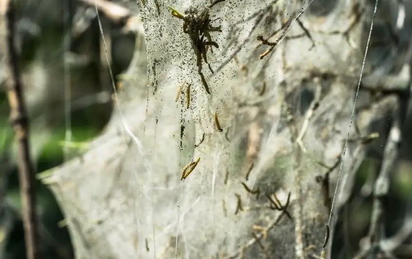 tree covered in silk web by caterpillars