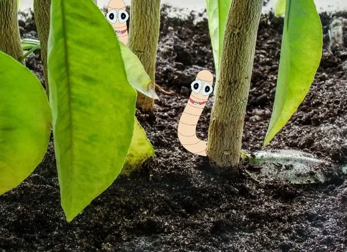 worm in a plant pot