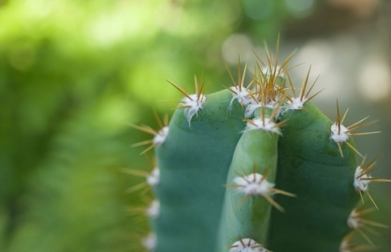 Close up cactus fairy castle