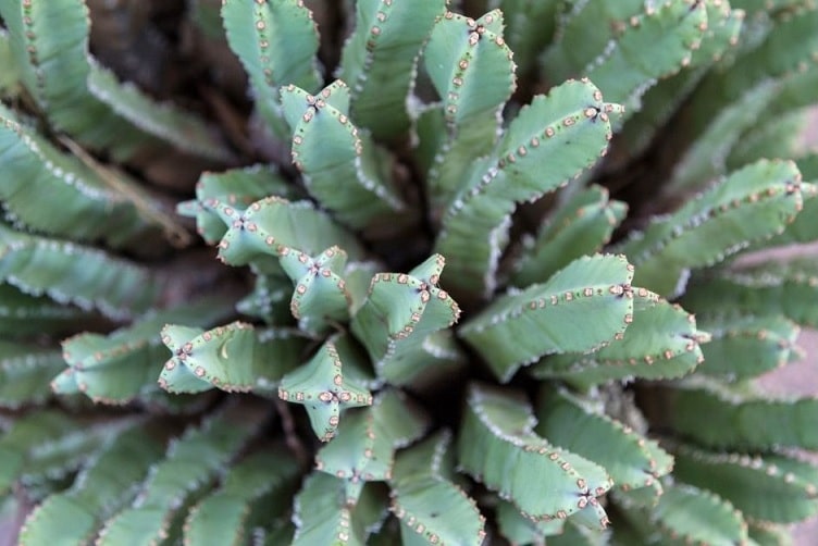 Everything to Know About Fairy Castle Cactus