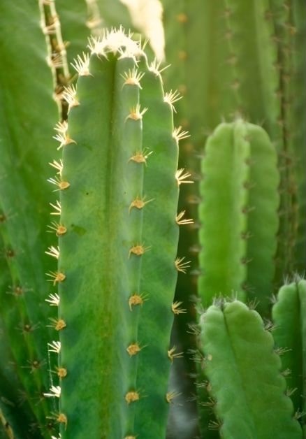 Green stem and spines of Fairy Castle cactus