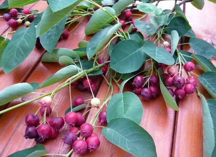Juneberry harvest