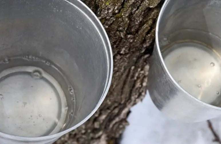 Maple sap in buckets