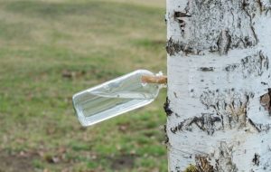 birch sap