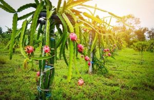 dragon fruit tree garden