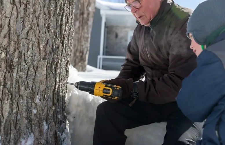 drilling maple tree for sap