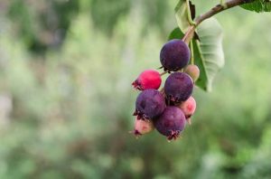 juneberry fruit