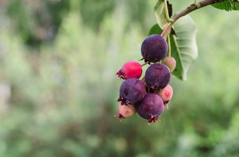 juneberry fruit