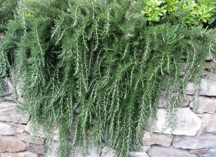 trailing rosemary plant cascading down a rock wall