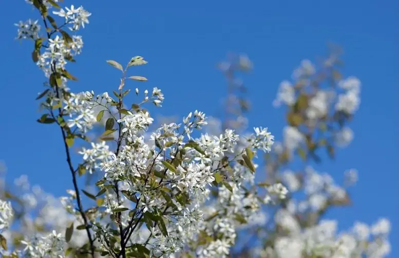 white blossom juneberry