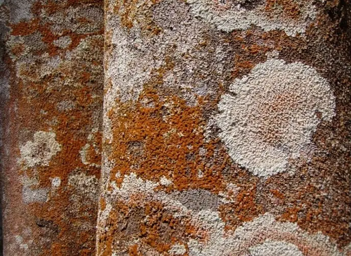mold lichen