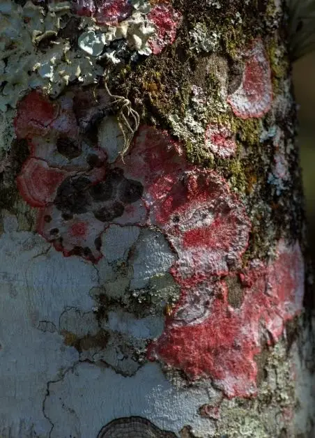 red lichen on trunk