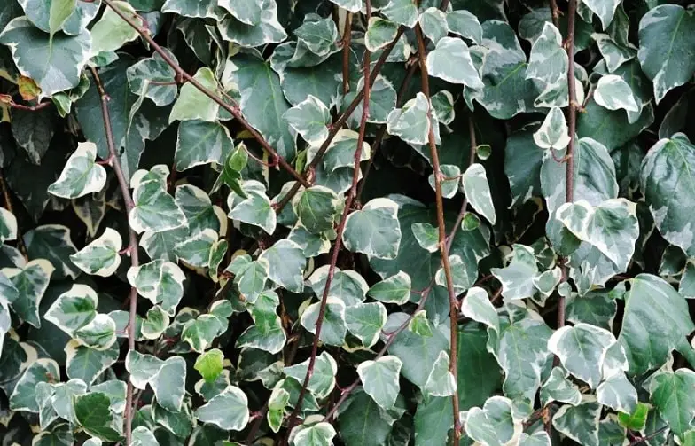 variegated english ivy