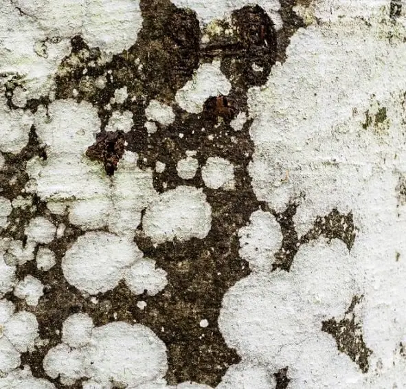 white lichen on trunk