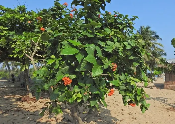 orange geiger tree