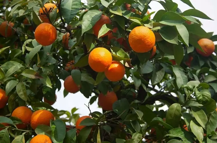 sour oranges on tree