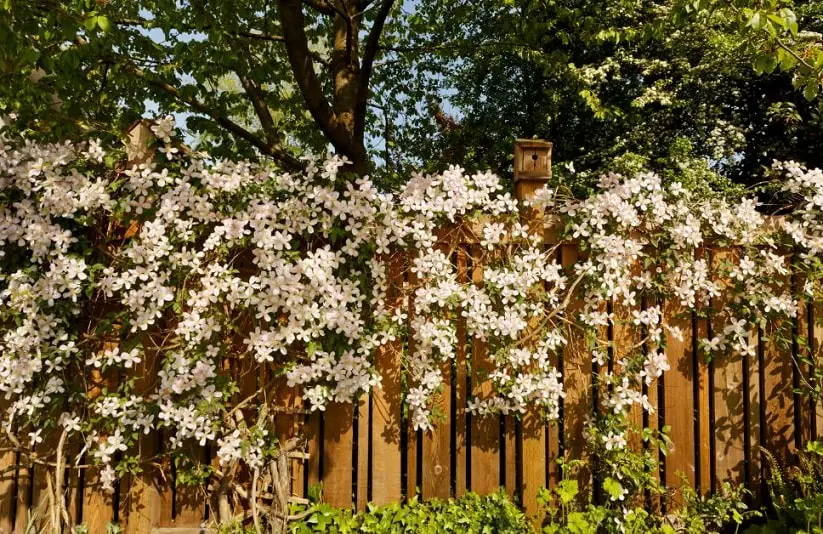 Clematis on Fence