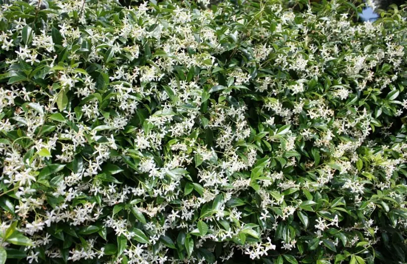 Fence of white flowering Jasmine
