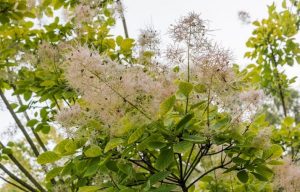 Golden Spirit Smoke Tree