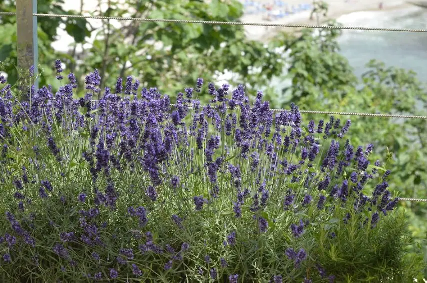 Lavender plants near the fence
