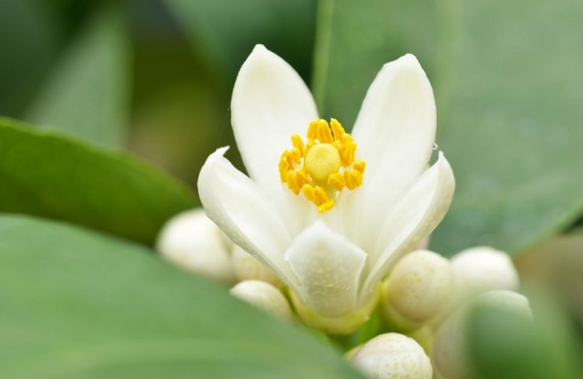 Meyer Lemon Flower