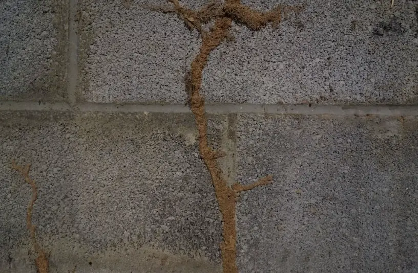 Termite mud tubes on a concrete wall