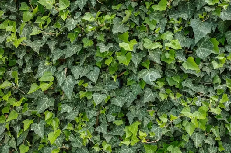 green fence of ivy