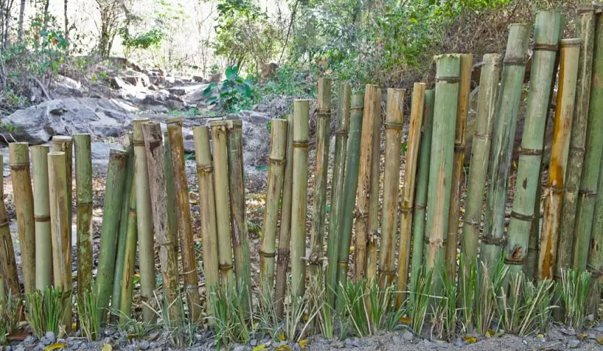 grow bamboo as fence