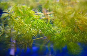 hornwort in aquarium