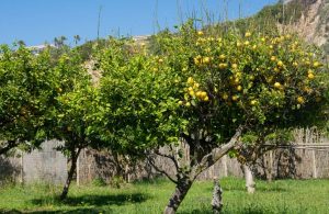 meyer lemon tree