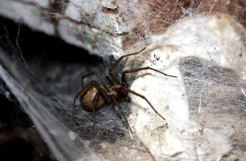 Hobo Spider Close up